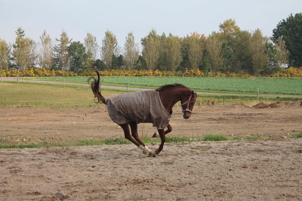 Dansk Varmblod Amillee ravnes-have billede 15
