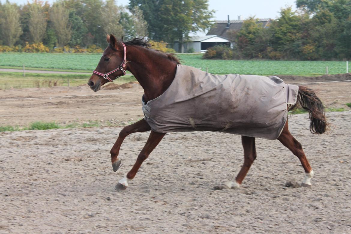 Dansk Varmblod Amillee ravnes-have billede 17