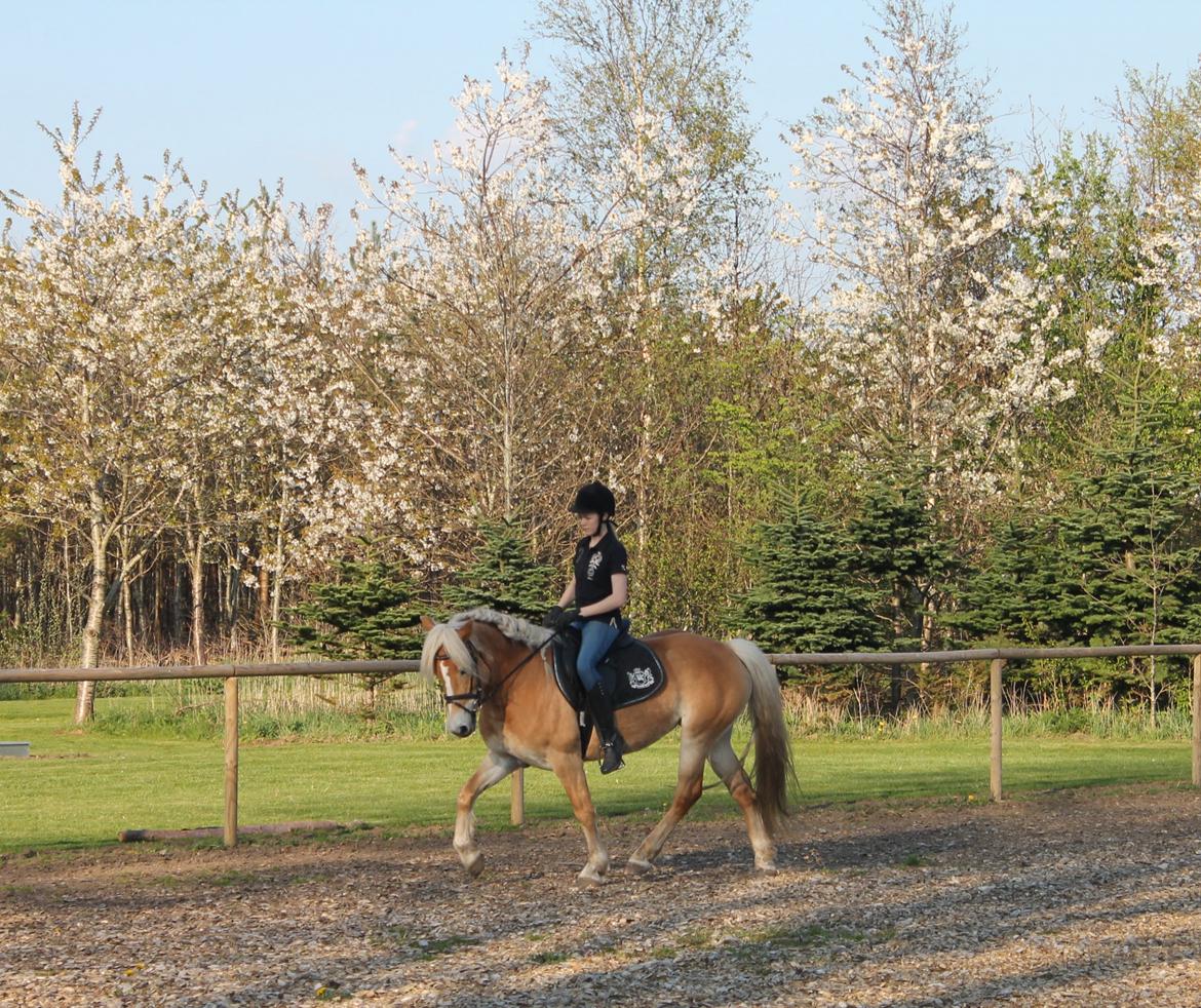 Haflinger Luna - Vi rykker os hver dag! Min lille engel:') billede 1