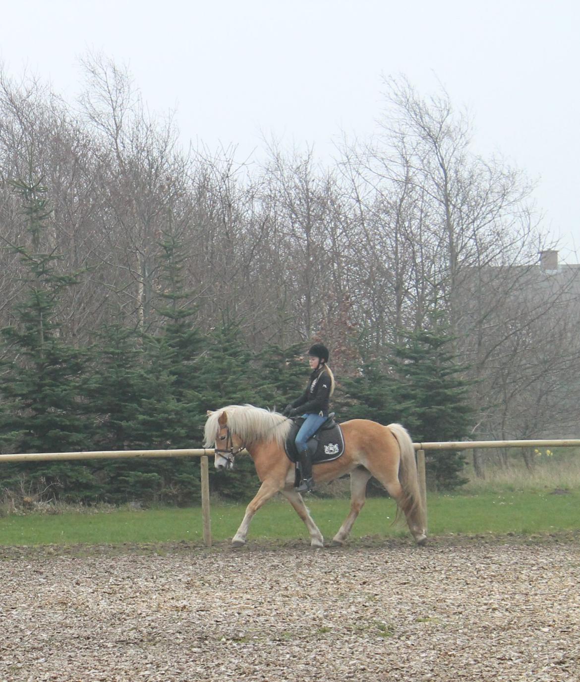 Haflinger Luna - Lidt dressur på en gråvejrsdag;) billede 10