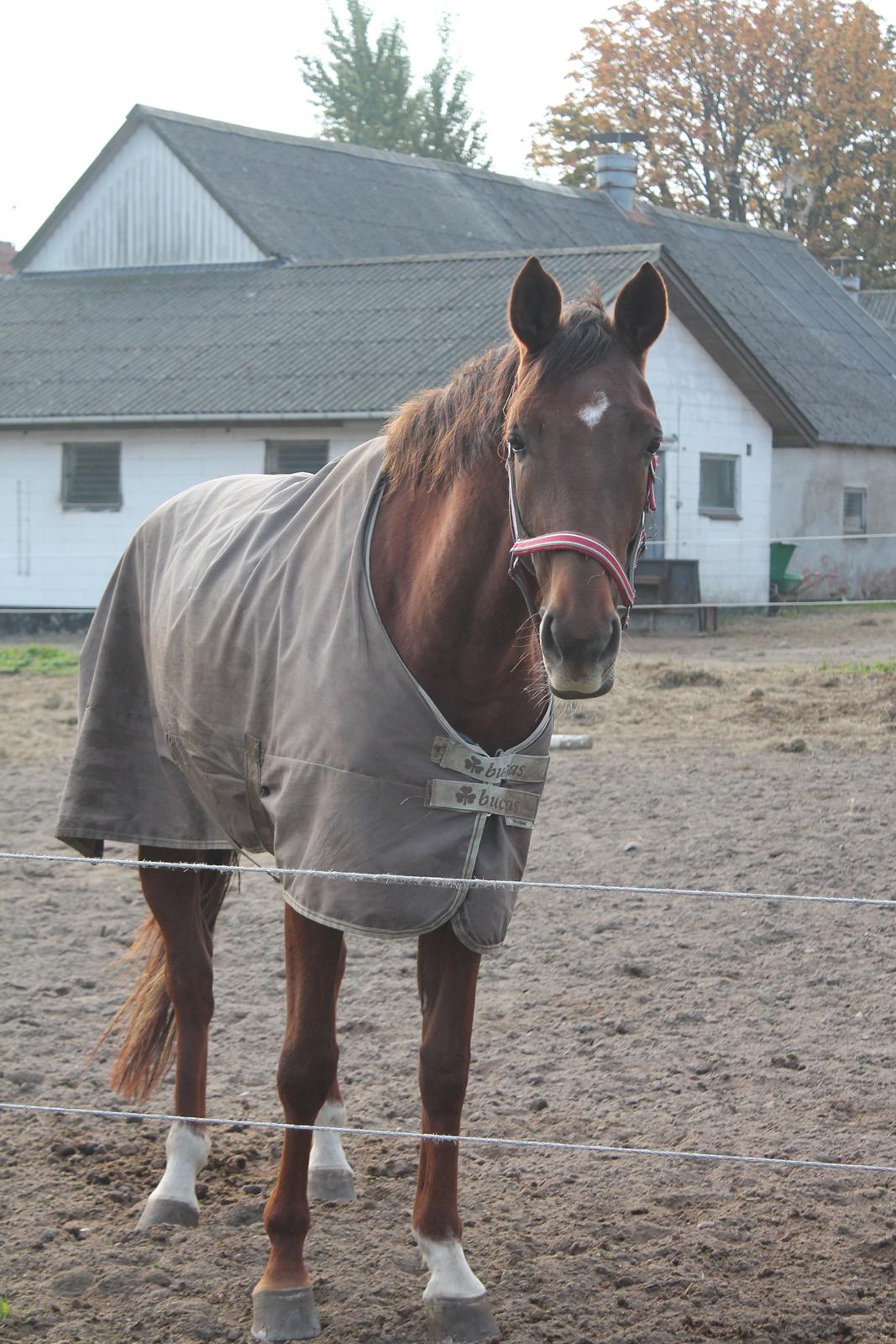 Dansk Varmblod Amillee ravnes-have billede 7