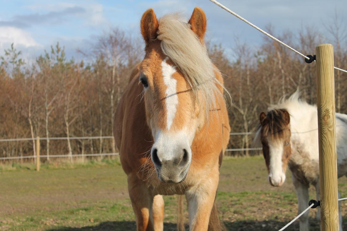 Haflinger Luna billede 18