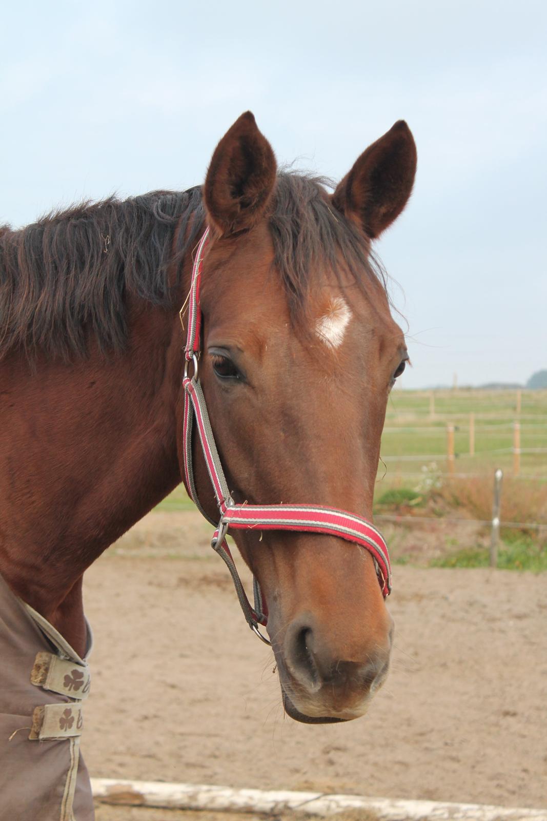 Dansk Varmblod Amillee ravnes-have billede 20