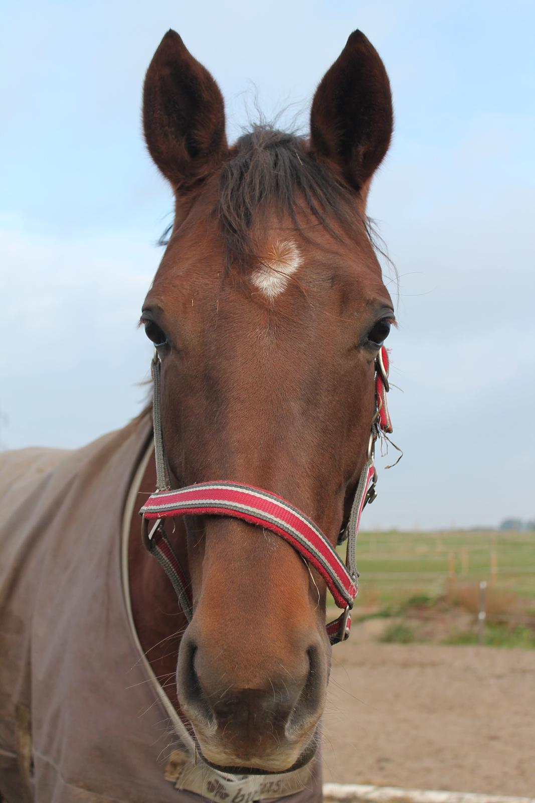 Dansk Varmblod Amillee ravnes-have billede 5