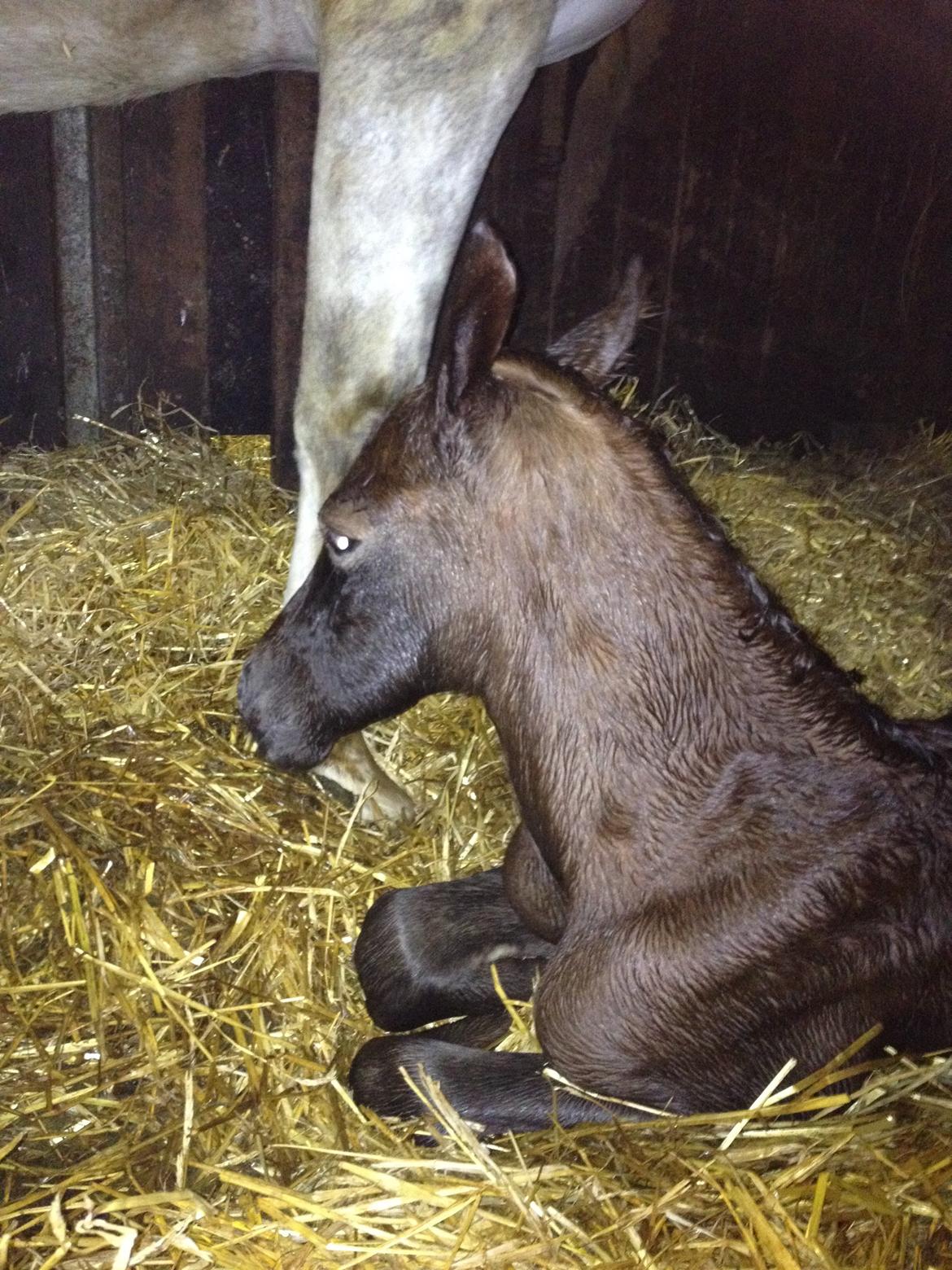 DSP DD Lucky Rapunzel billede 6