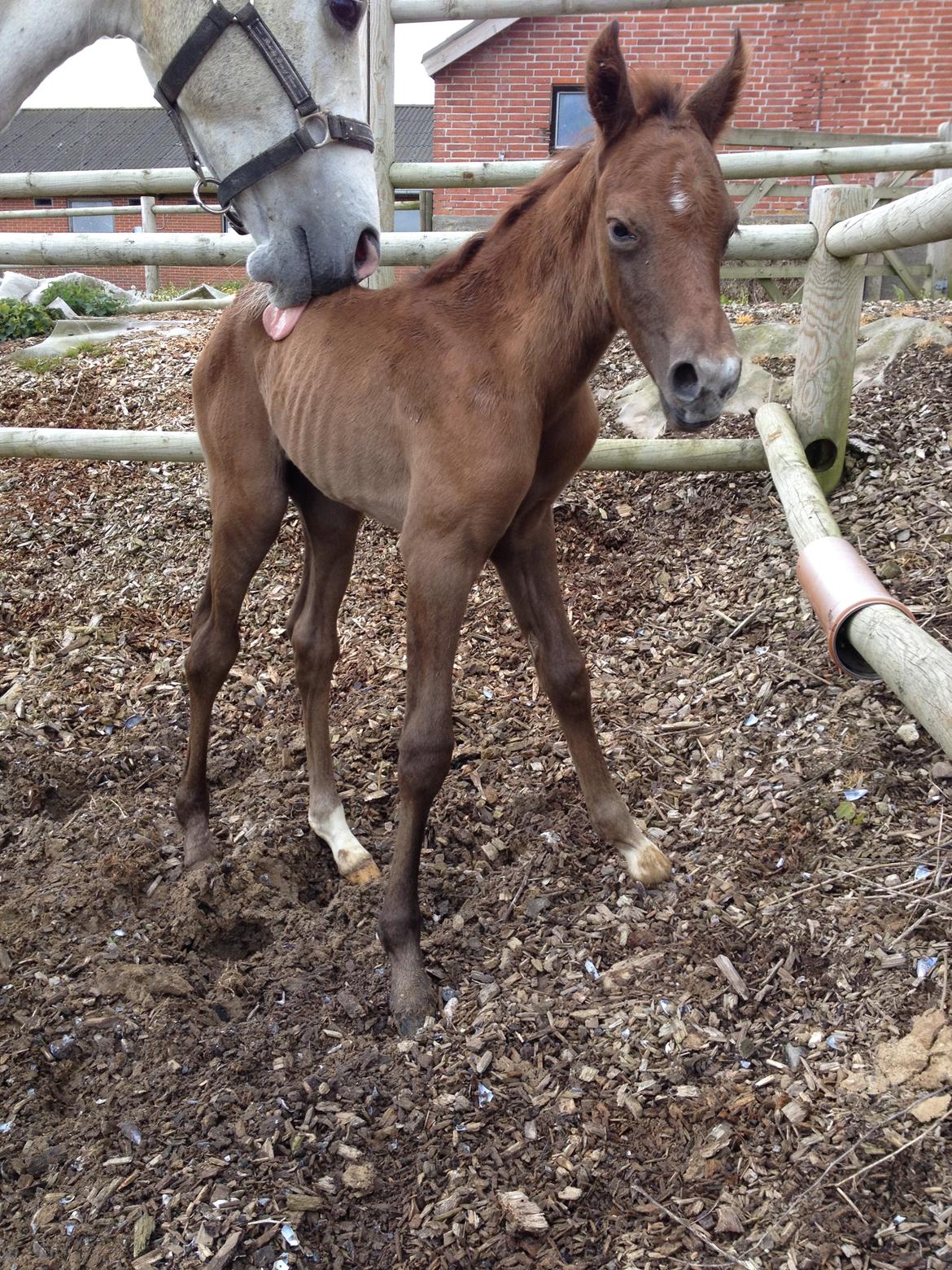 DSP DD Lucky Rapunzel billede 7