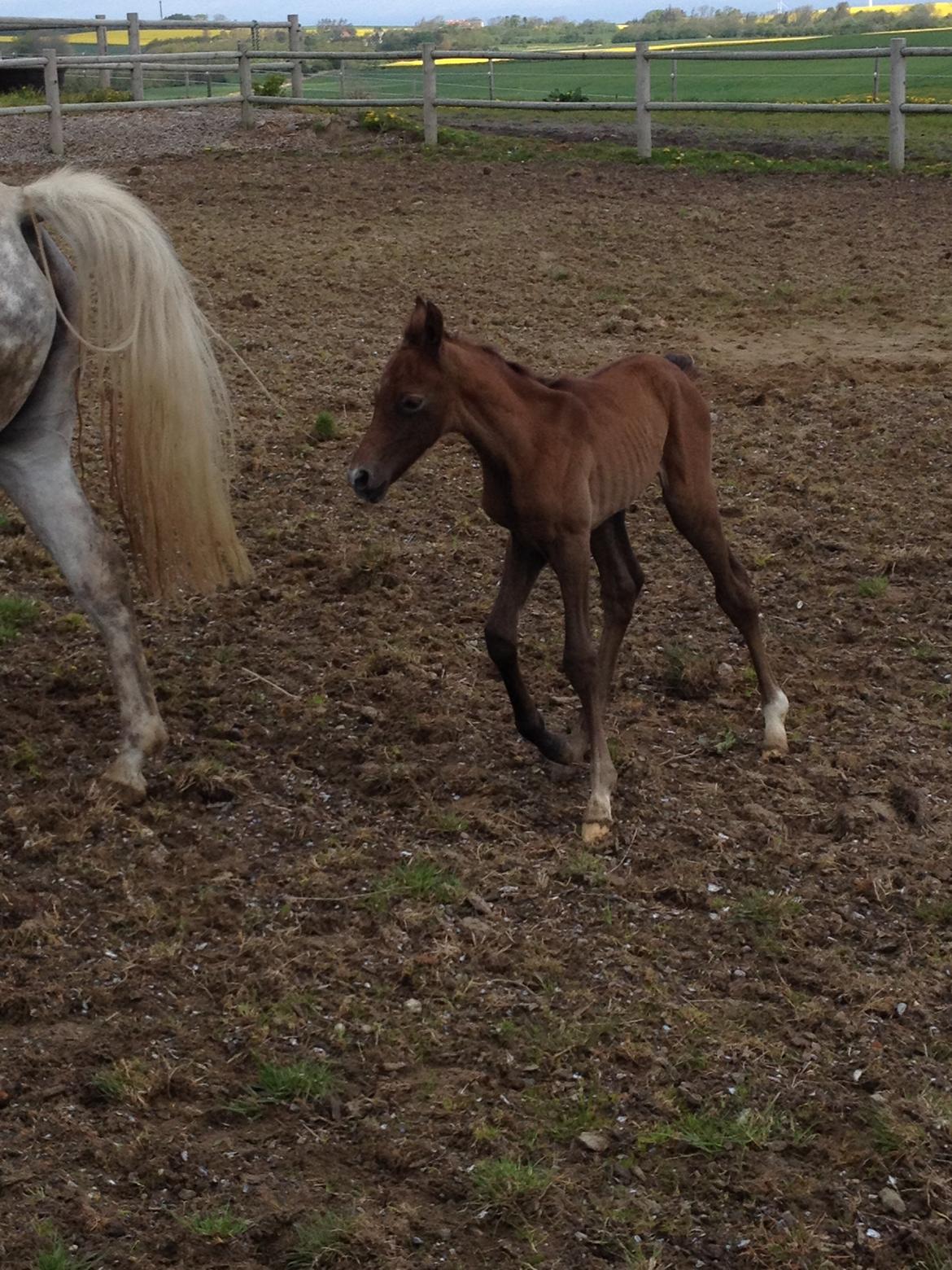 DSP DD Lucky Rapunzel billede 8