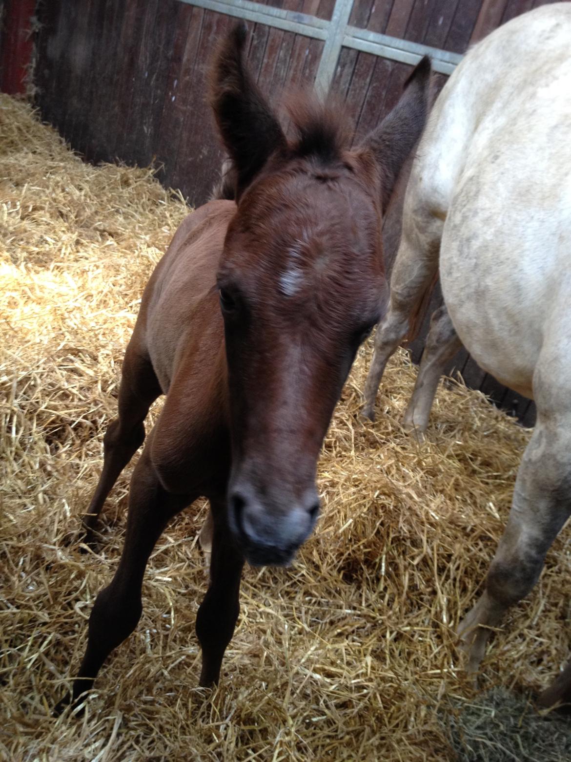 DSP DD Lucky Rapunzel billede 9