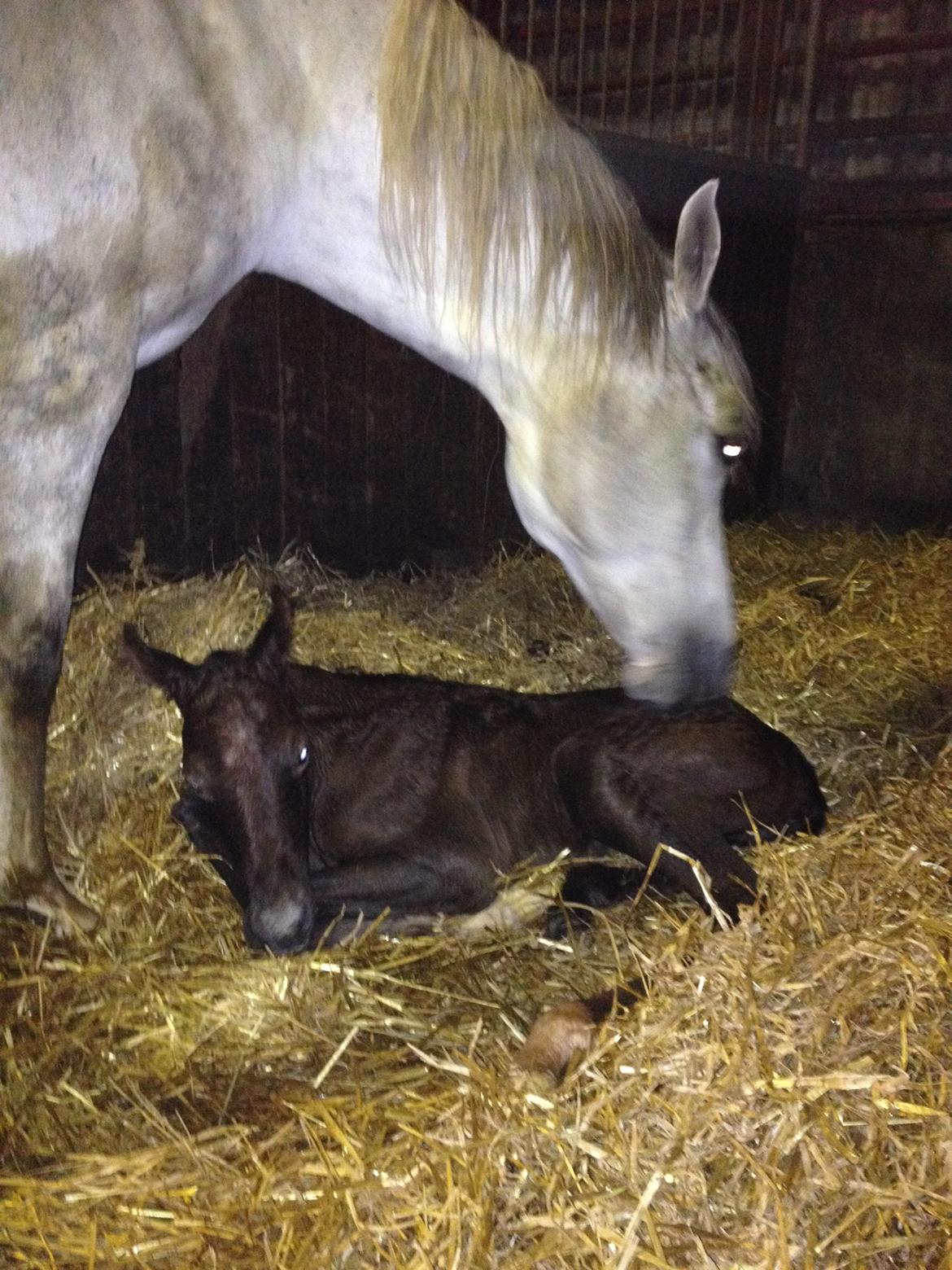 DSP DD Lucky Rapunzel billede 5