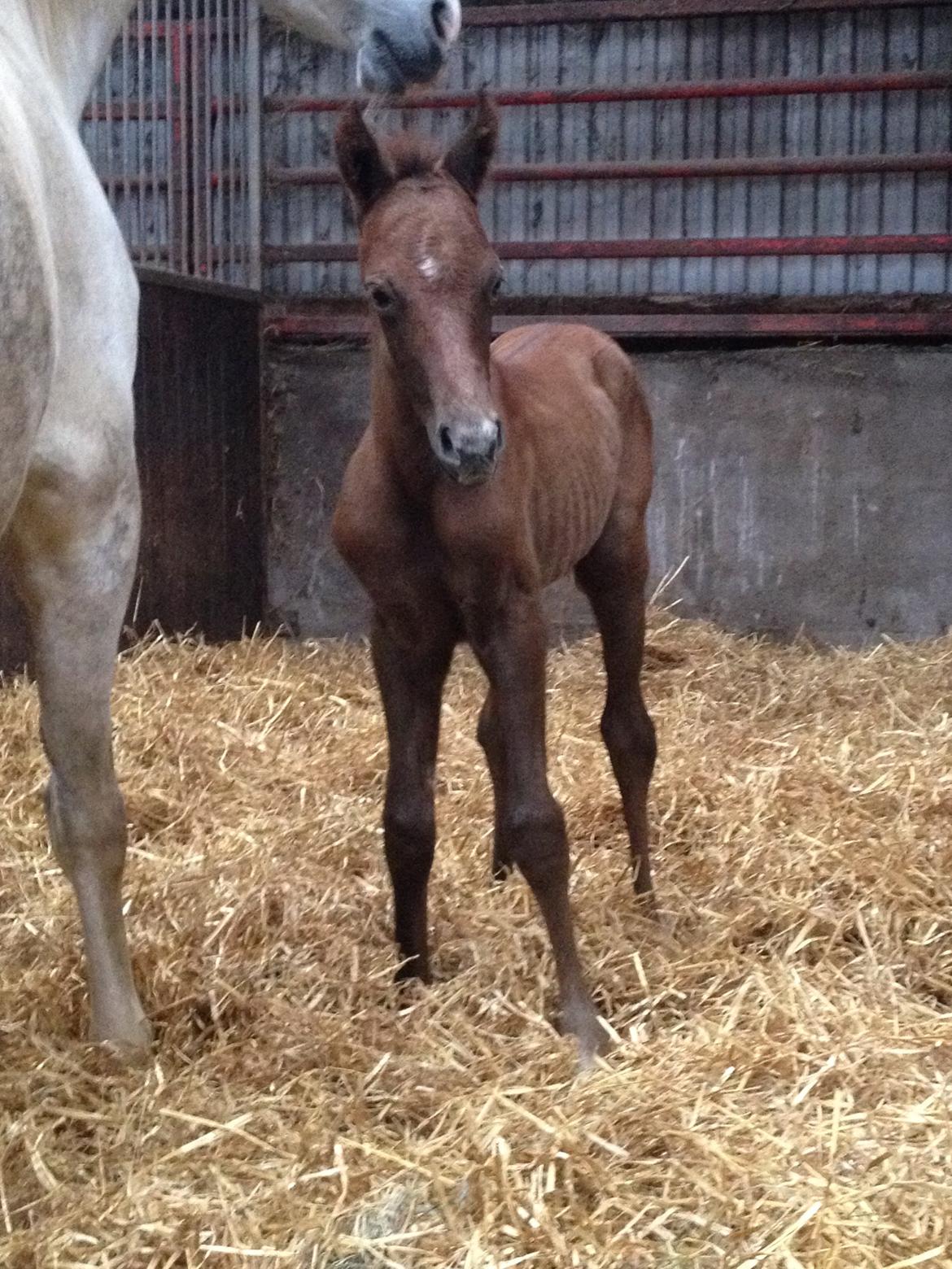 DSP DD Lucky Rapunzel billede 4