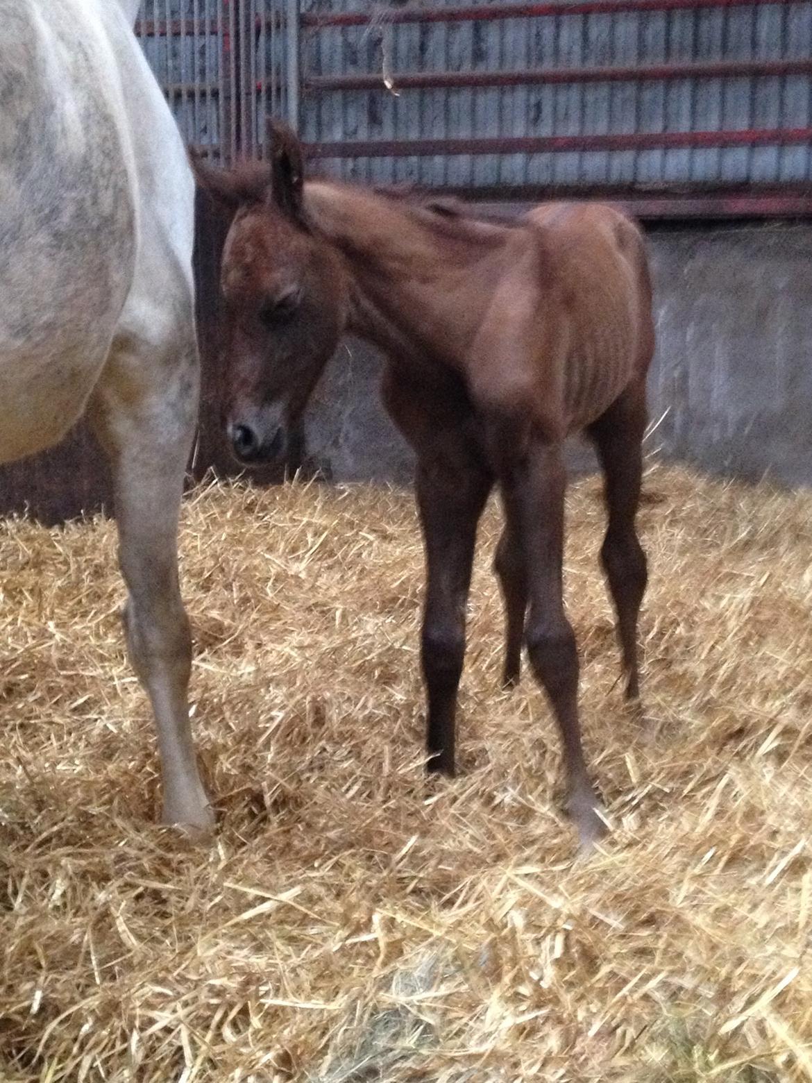 DSP DD Lucky Rapunzel billede 10