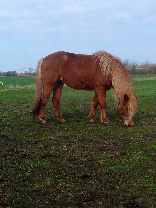 Islænder Freyja fra vestergård billede 7