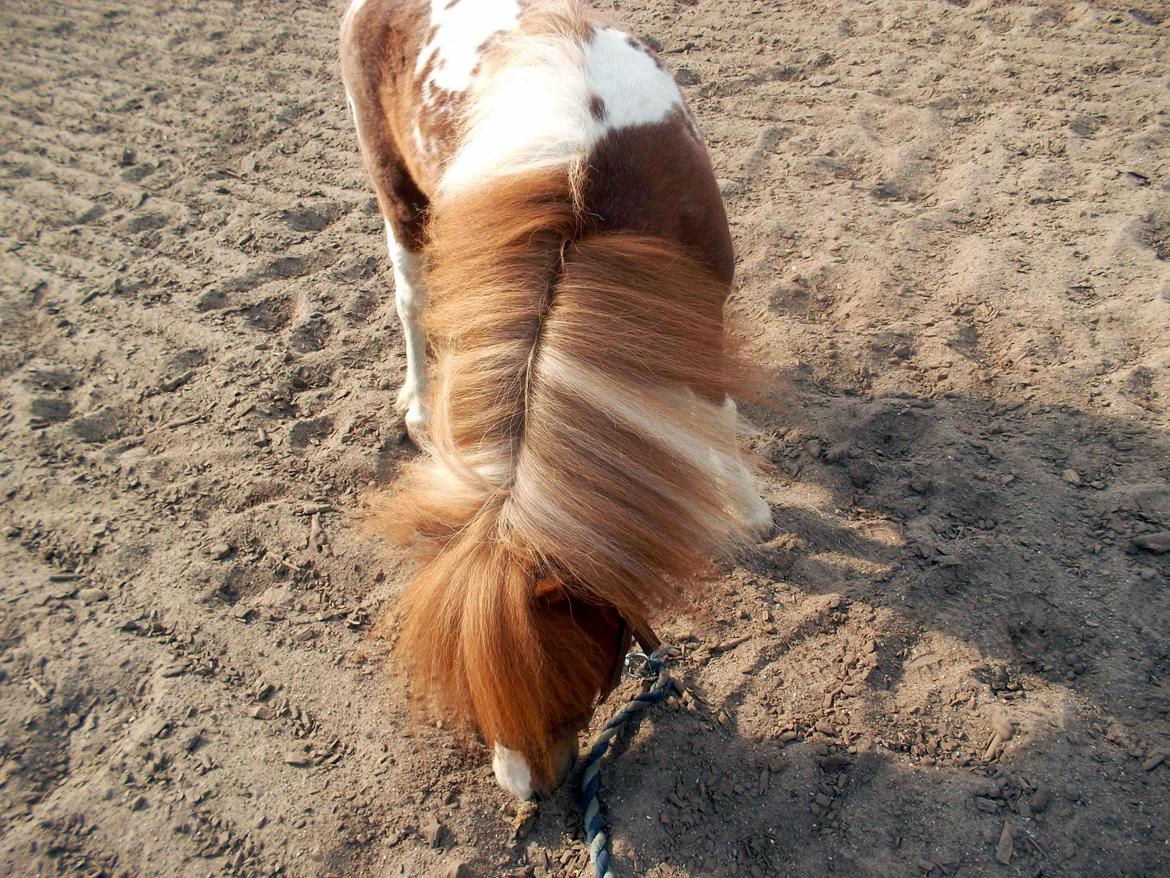 Anden særlig race Vladimir billede 6