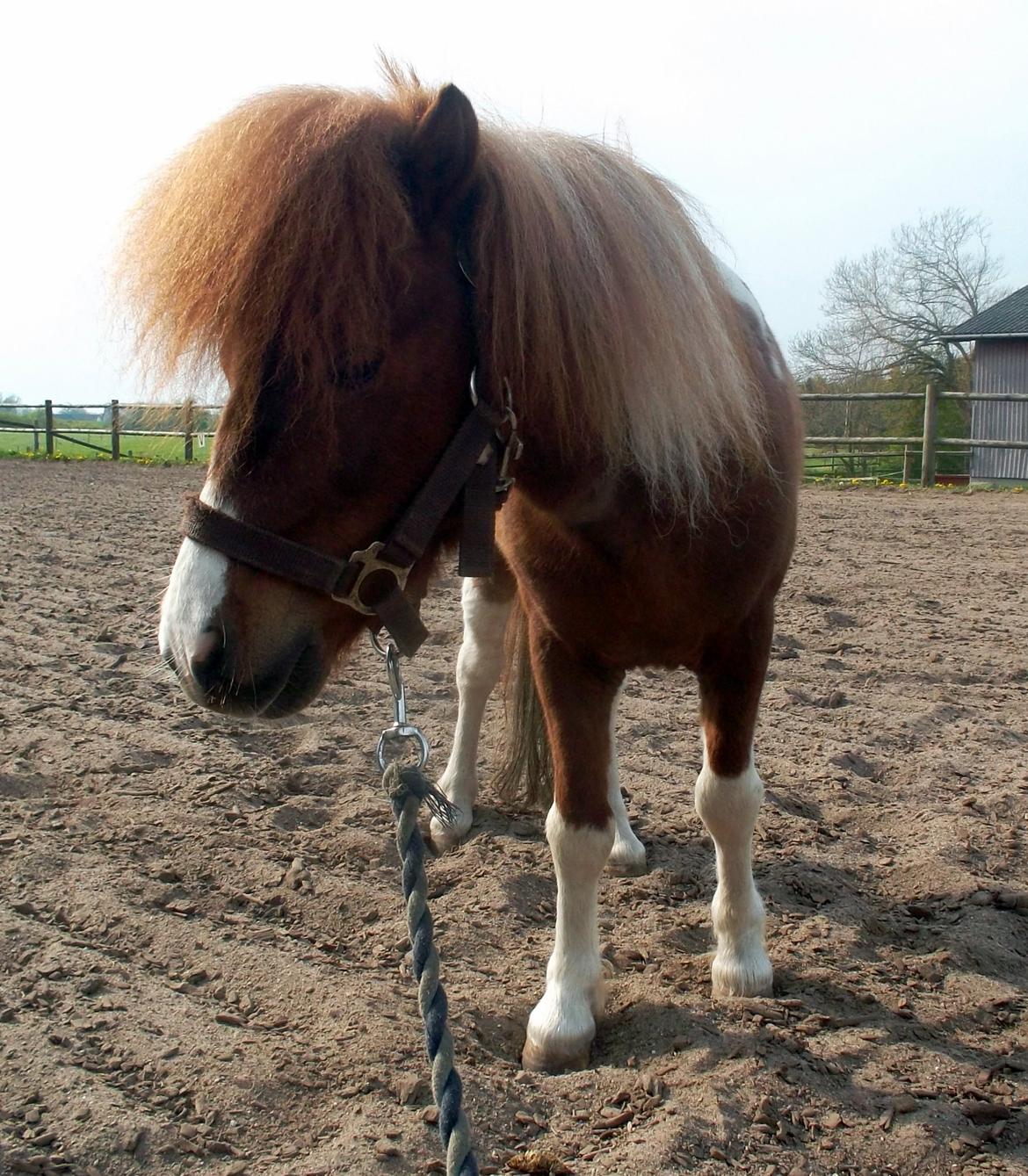 Anden særlig race Vladimir billede 2