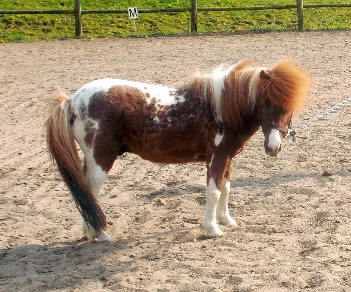 Anden særlig race Vladimir billede 3