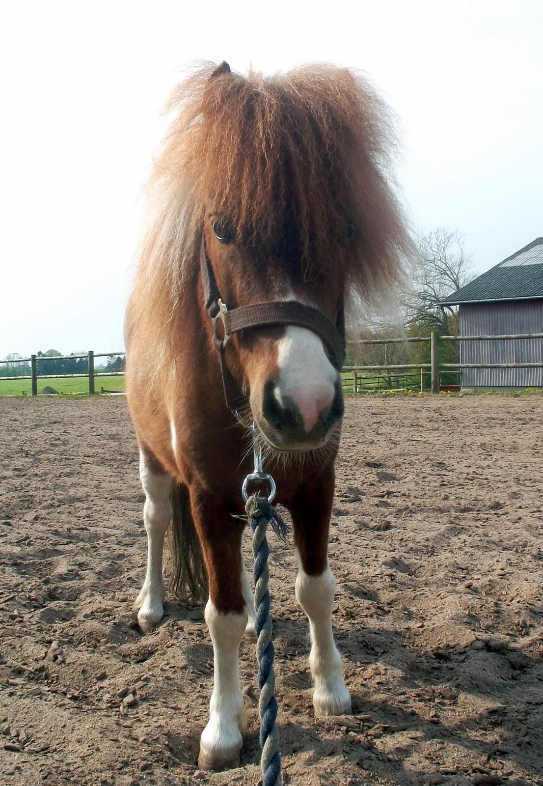 Anden særlig race Vladimir billede 1