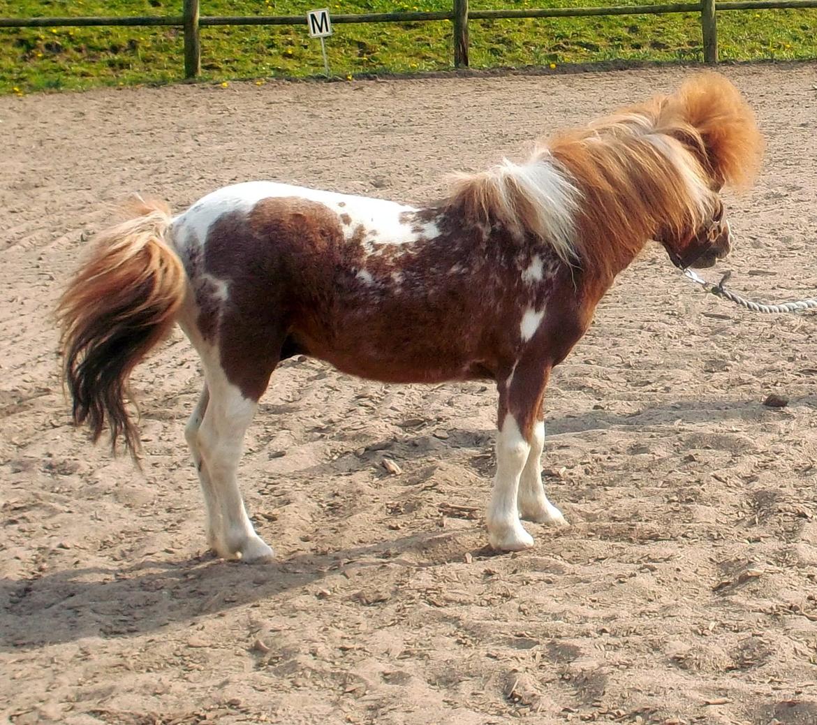 Anden særlig race Vladimir billede 8