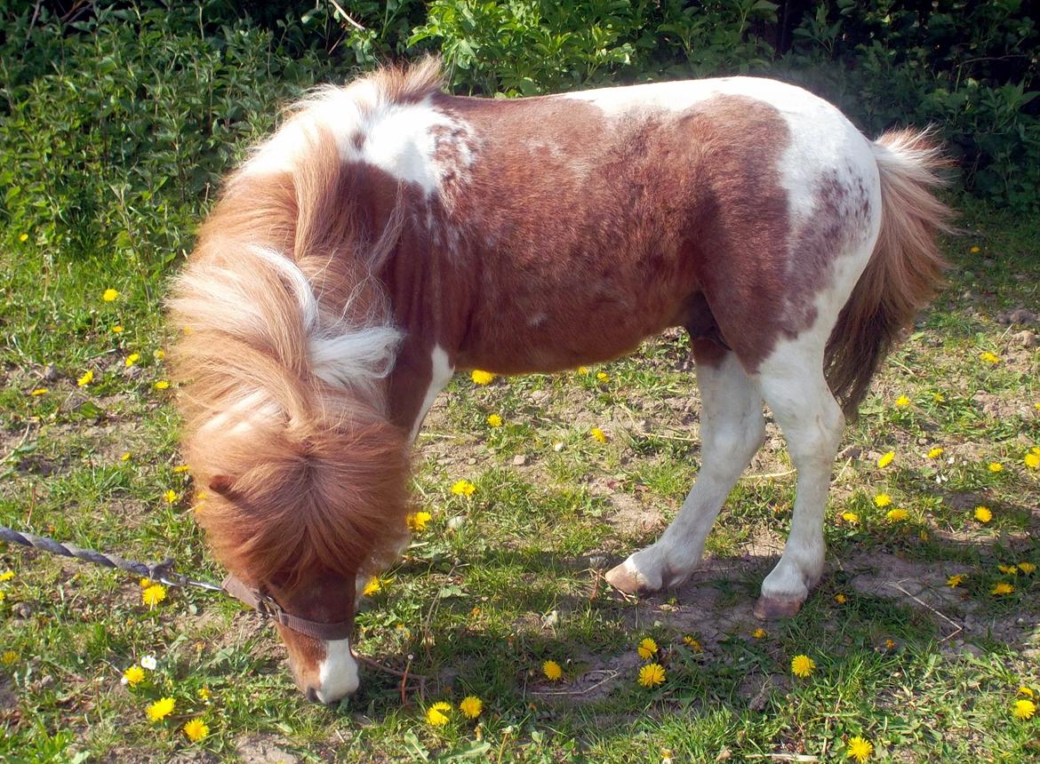 Anden særlig race Vladimir billede 7