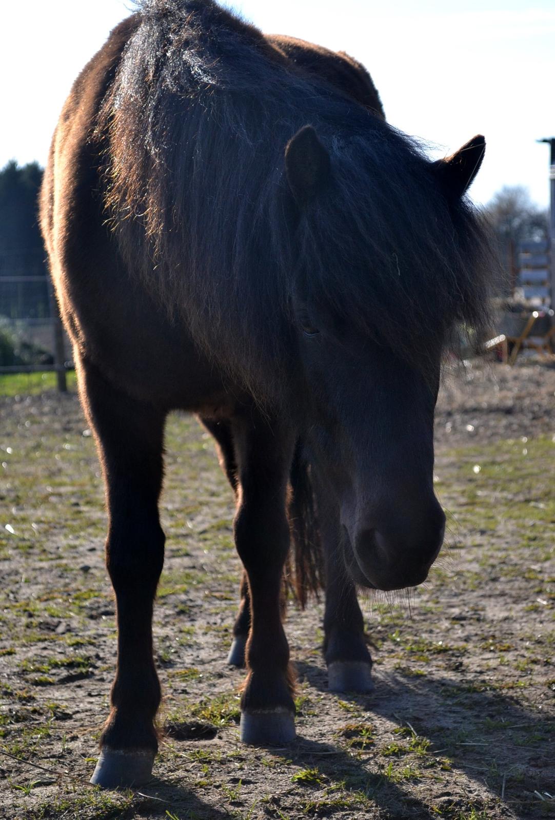 Anden særlig race Manse - April 2014 billede 1