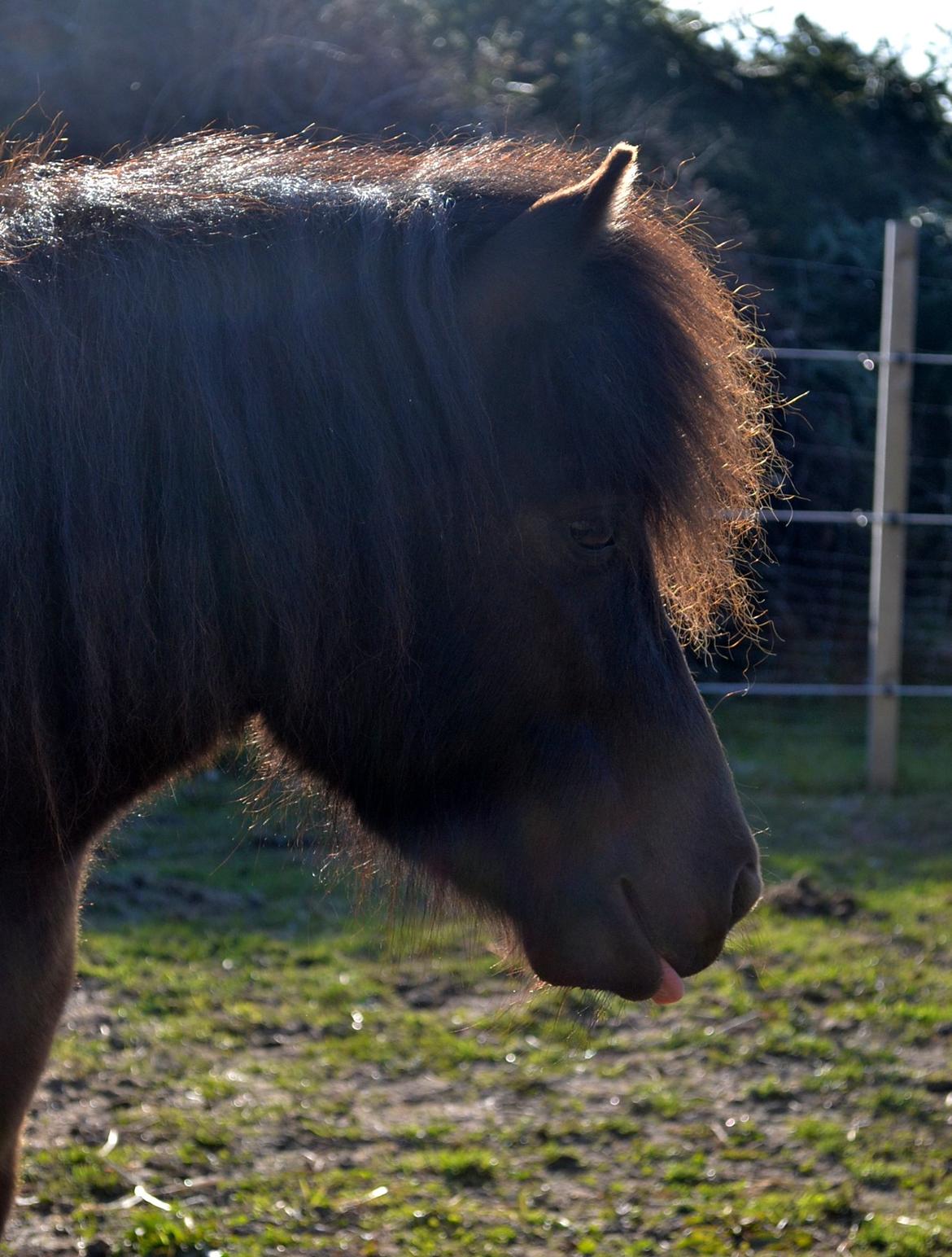 Anden særlig race Manse - April 2014 billede 16