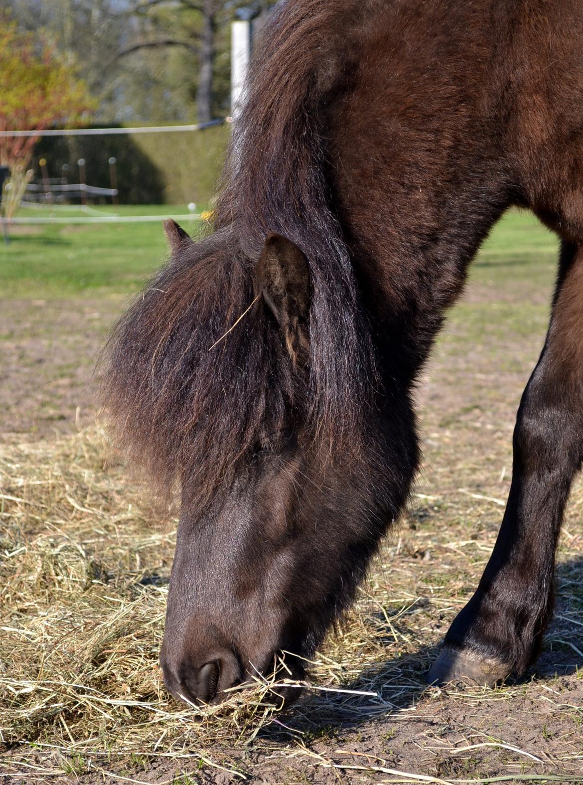 Anden særlig race Manse - April 2014 billede 17