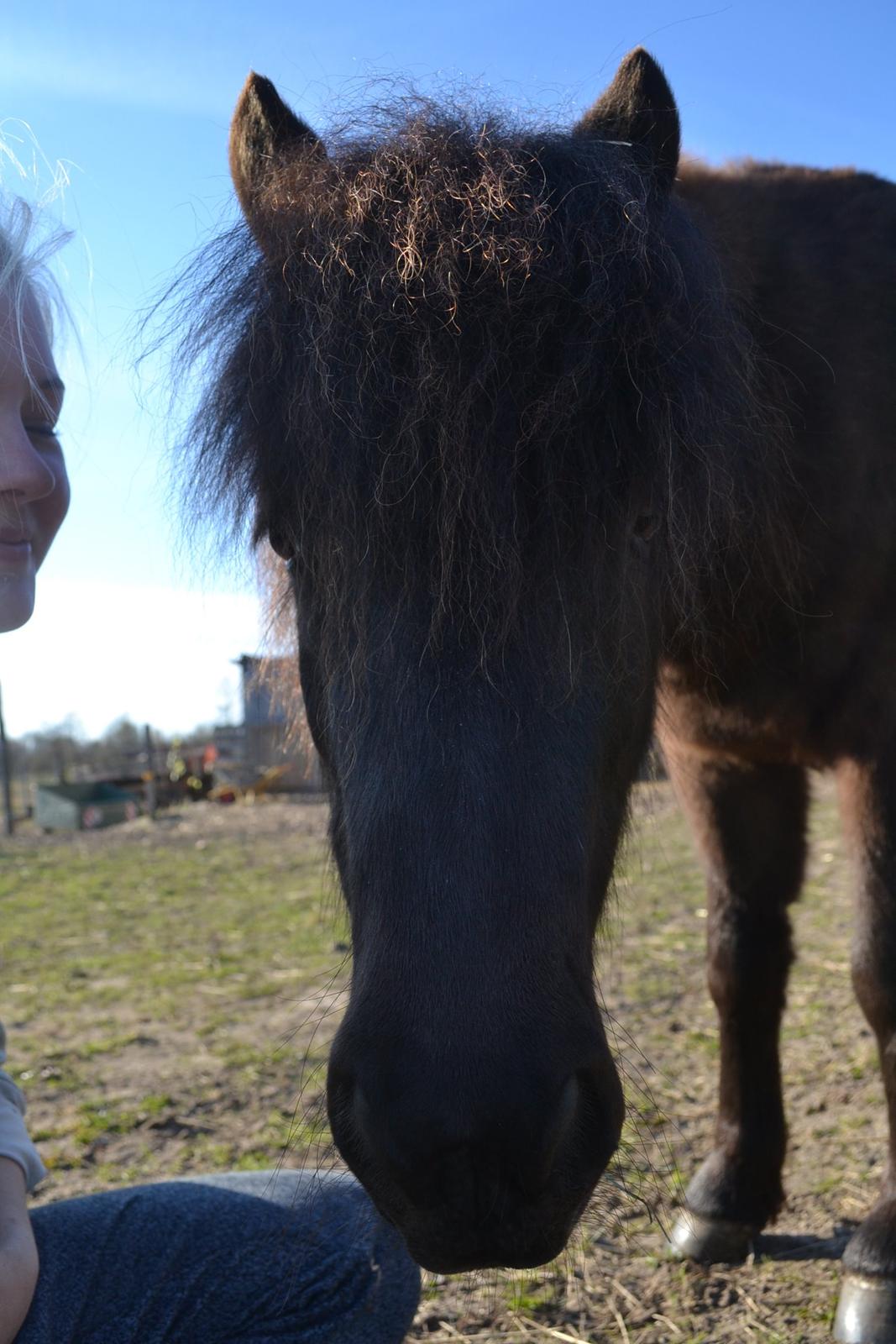 Anden særlig race Manse billede 18