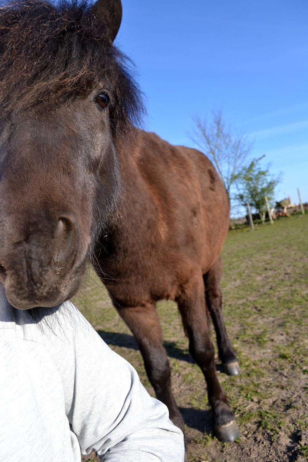 Anden særlig race Manse - April 2014 - Tosse pony <3 billede 19