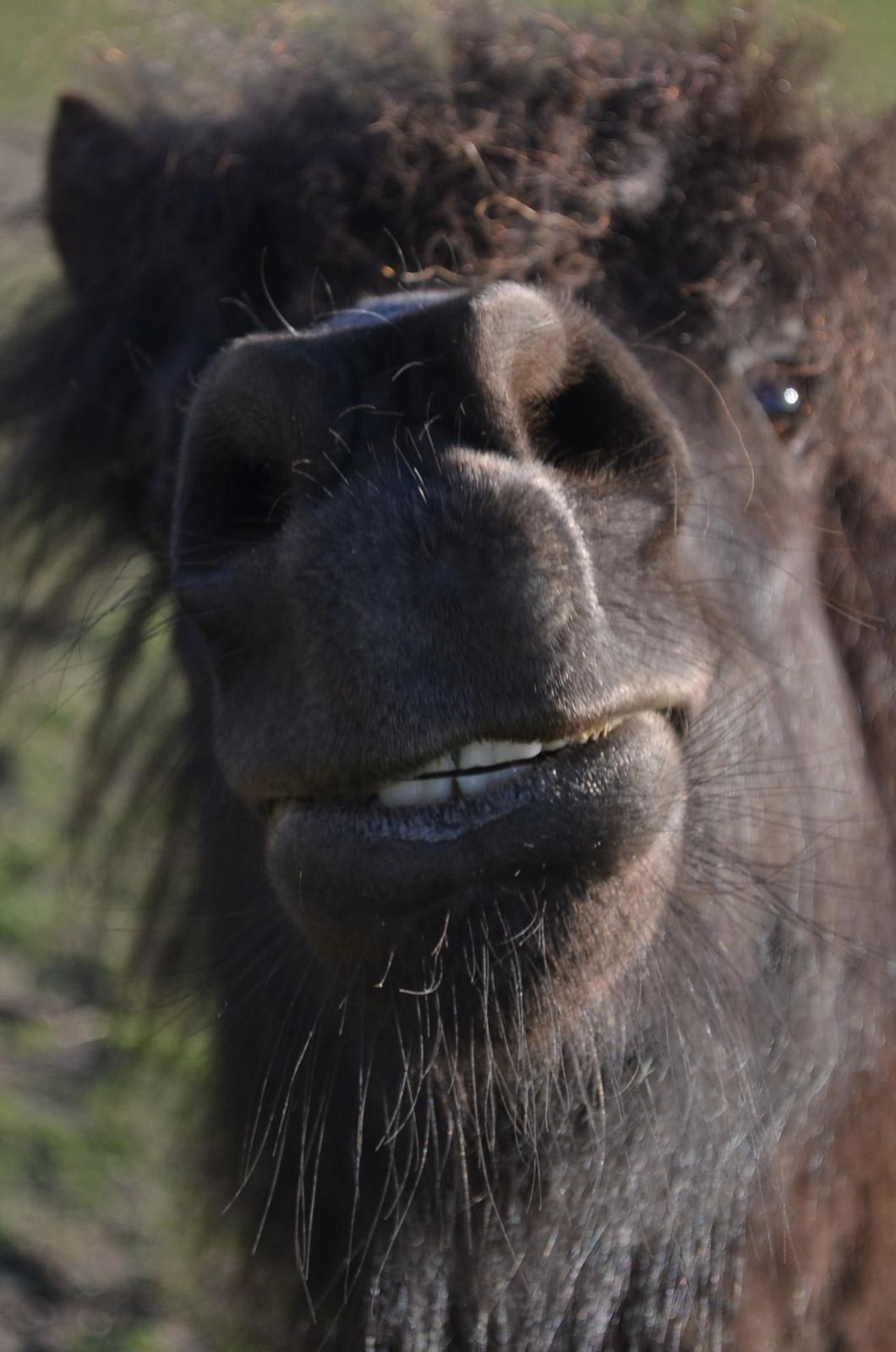 Anden særlig race Manse billede 21