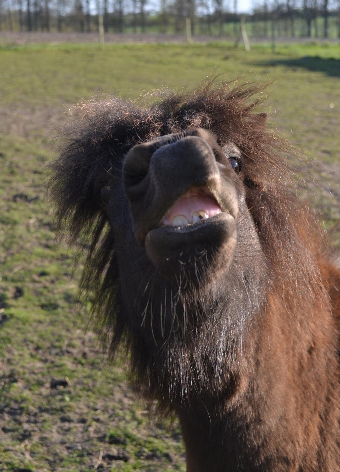 Anden særlig race Manse billede 22