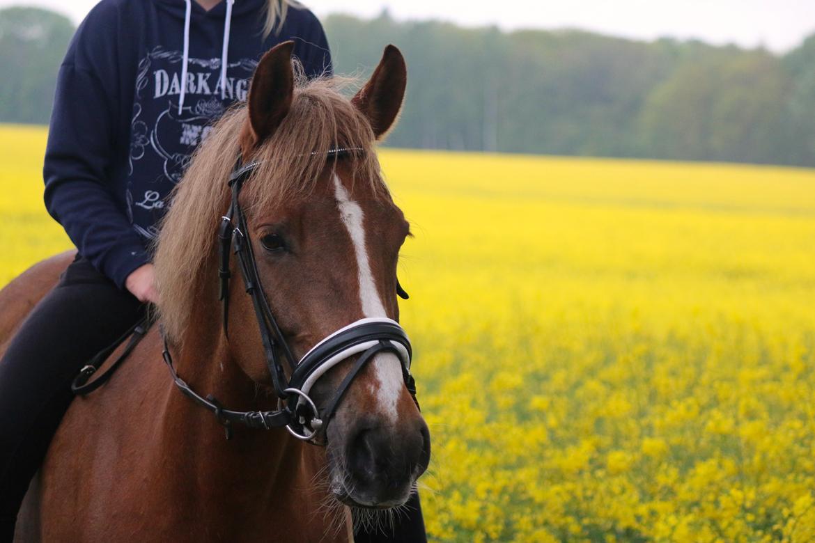 Anden særlig race Sasha billede 12