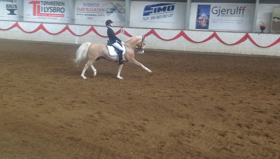 Palomino Berlinetto B-pony! billede 15