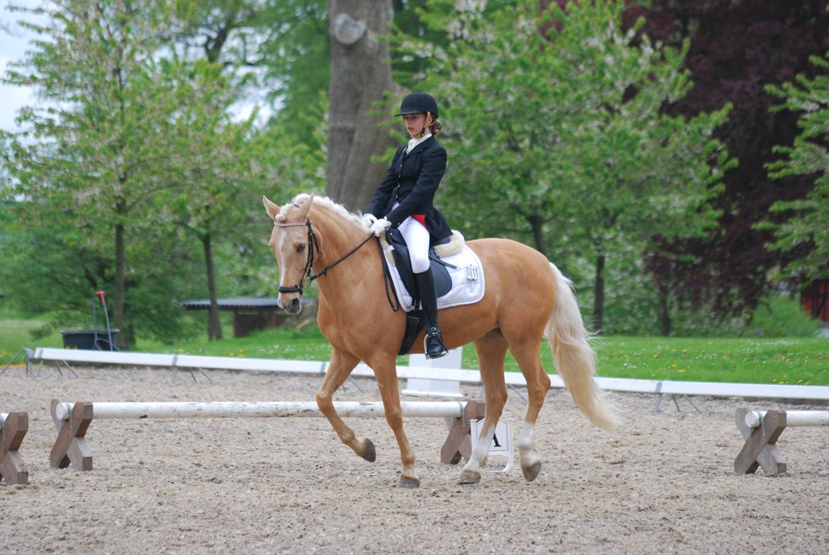 Tysk Sportspony Golden Dream billede 2