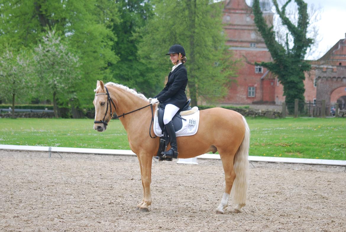 Tysk Sportspony Golden Dream billede 19