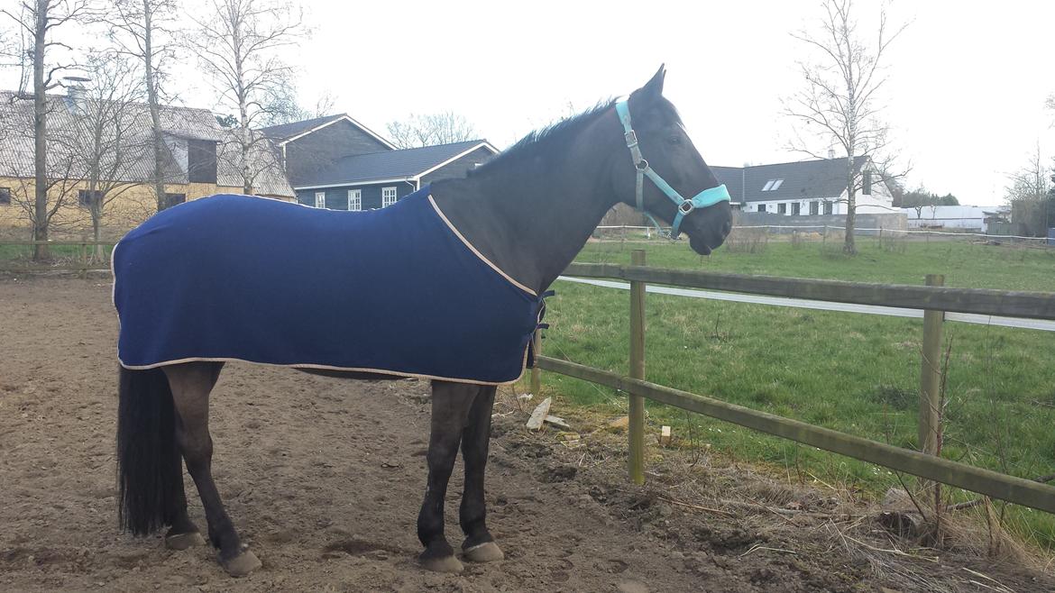 Anden særlig race Laika ( min prinsessen <3 ) død billede 17