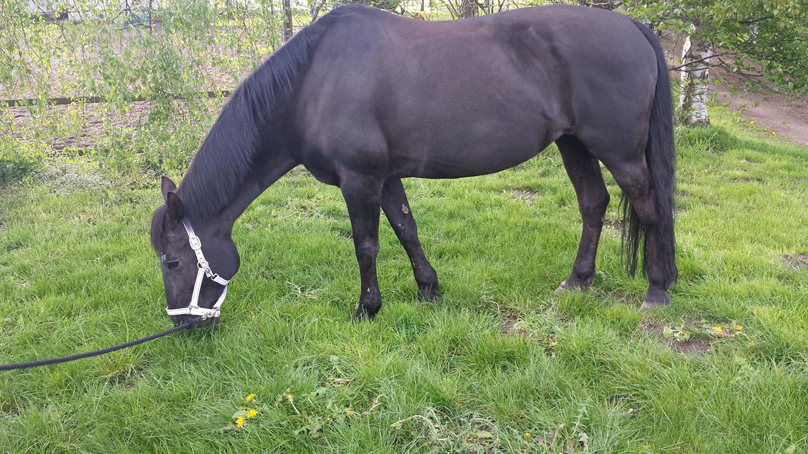 Anden særlig race Laika ( min prinsessen <3 ) død billede 18