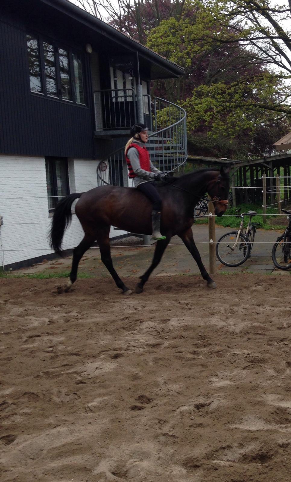 DSP Nørlunds Miss Tanna billede 11