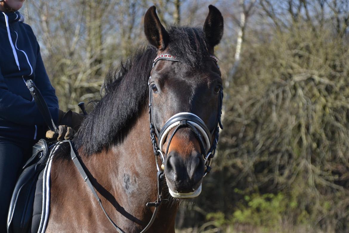 New Forest Meldgaardens Sir Duncan l B-pony - Until one has loved an animal, a part of their soul remains unawakened l Duncan efter træning. billede 12