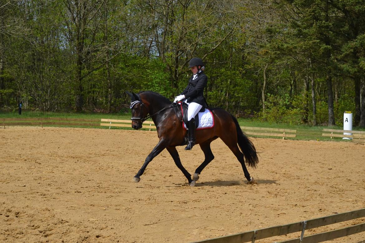 New Forest Meldgaardens Sir Duncan l B-pony - A good rider can hear her horse talk to her. A great rider can hear her hose whisper to her l LA5 i Brande maj 2014.  billede 14