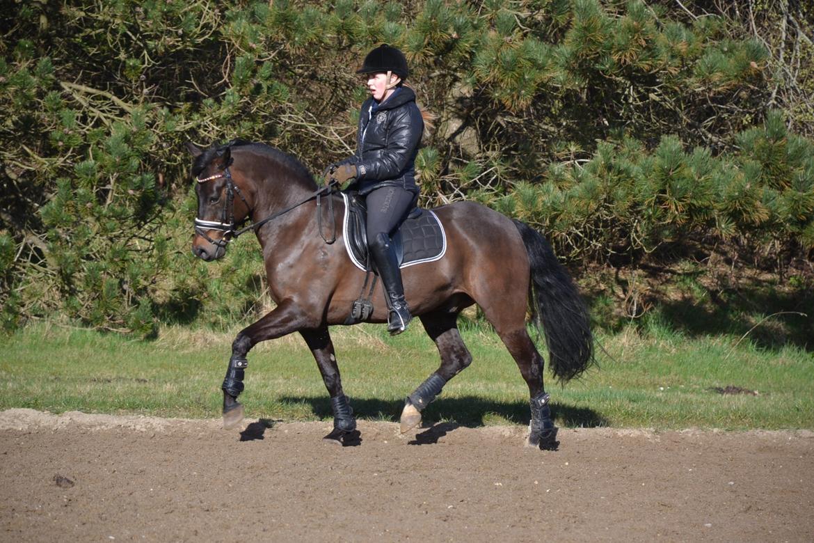 New Forest Meldgaardens Sir Duncan - B-pony billede 17