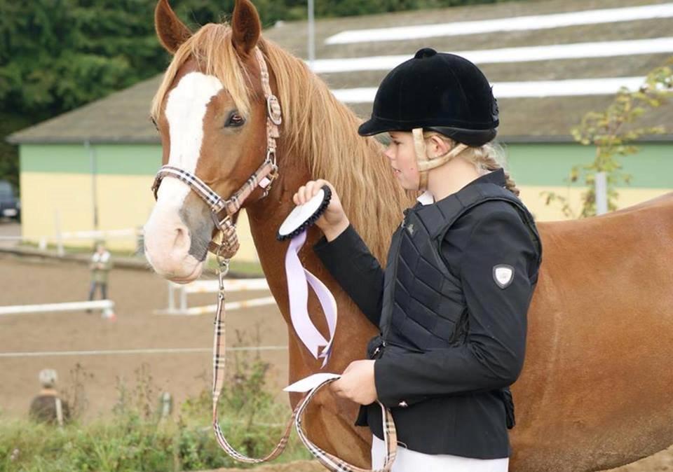 Welsh Cob (sec D) Debusies Prince Of Denmark RIP savner dig! billede 1