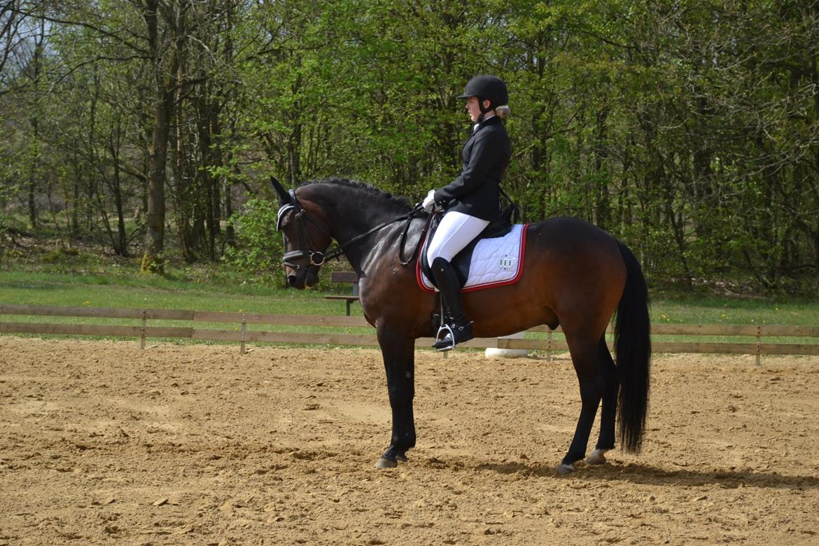 New Forest Meldgaardens Sir Duncan - B-pony - Startparade i Brande til LA5 debut billede 18