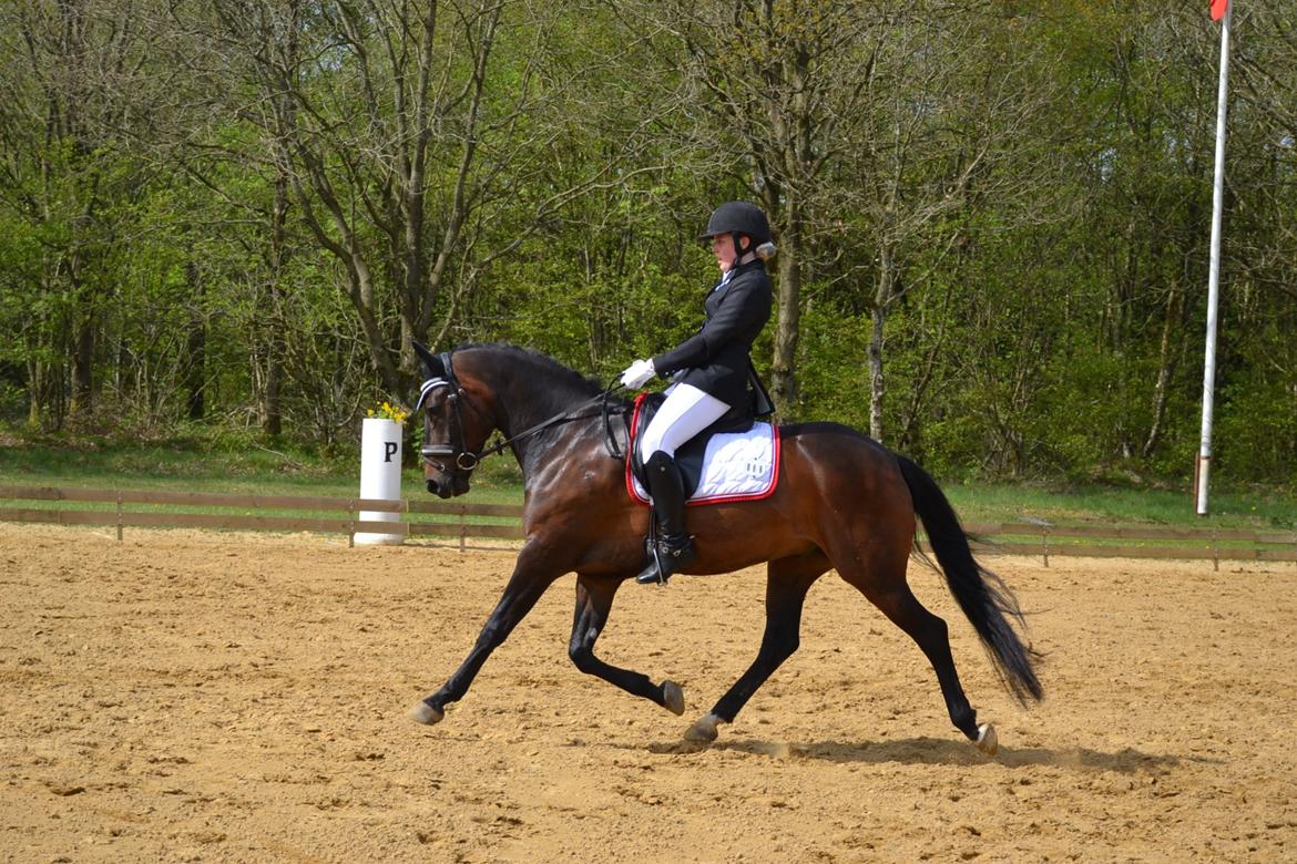New Forest Meldgaardens Sir Duncan - B-pony billede 19