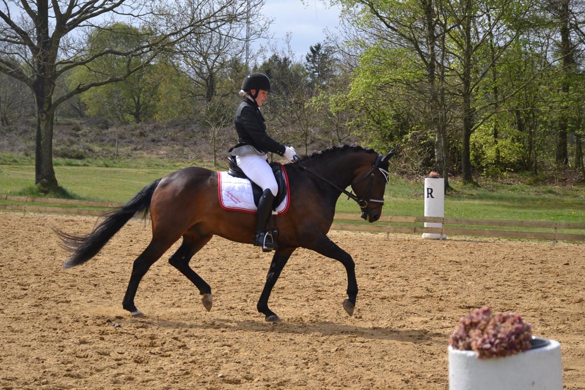 New Forest Meldgaardens Sir Duncan - B-pony billede 20