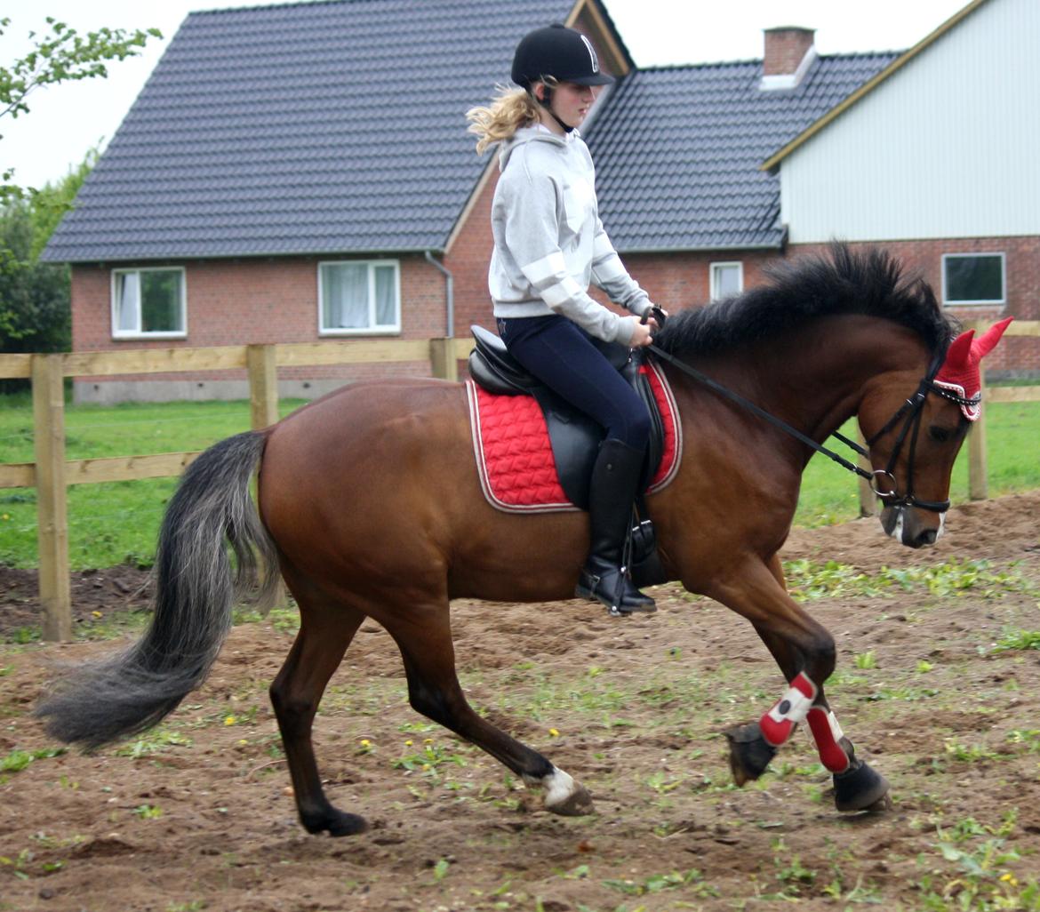 New Forest Nubbi m - Første ride tur på Nubbi her hjemme det gik over al forventning! <3 billede 8