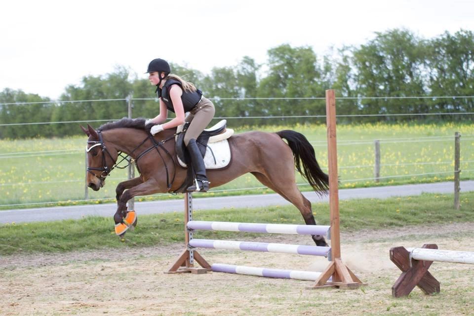 Anden særlig race Beauty - Beautys første træningsstævne 5 års billede 8