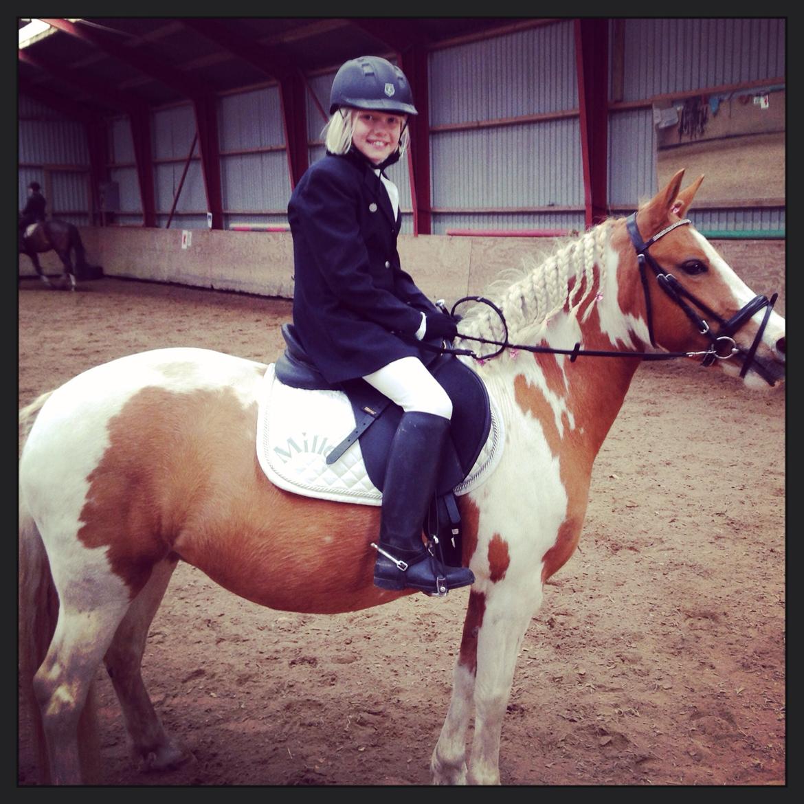 Anden særlig race Mille billede 12