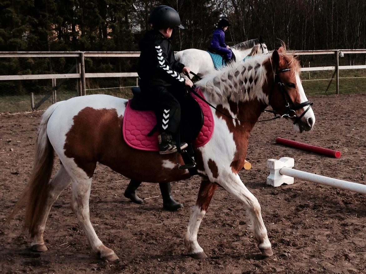 Anden særlig race Mille billede 13