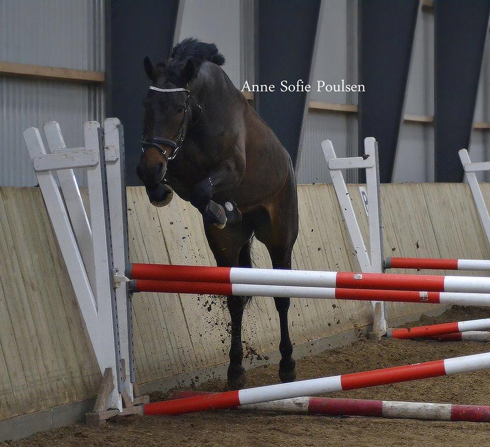 Knabstrupper Bakgårdens Indiana - Løsspring (100cm) på ANE foto: Anne Sofie Poulsen billede 16