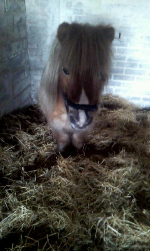 Miniature Siljan <3 billede 15