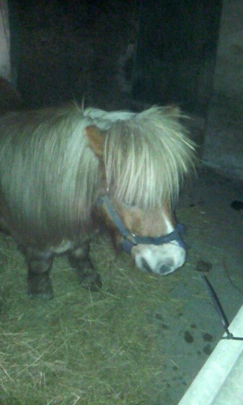 Miniature Siljan <3 billede 20